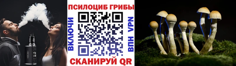 цена наркотик  Малгобек  Псилоцибиновые грибы прущие грибы 