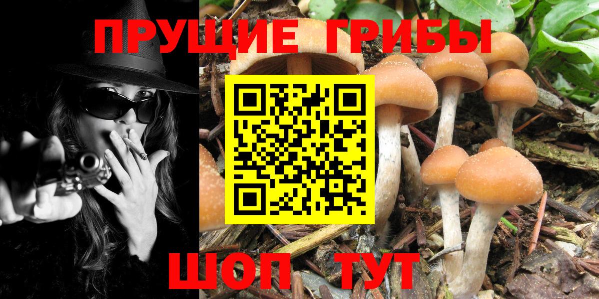 Малгобек  Псилоцибиновые грибы GOLDEN TEACHER  Вход с VPN 