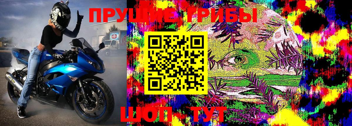 Псилоцибиновые грибы Psilocybe Малгобек